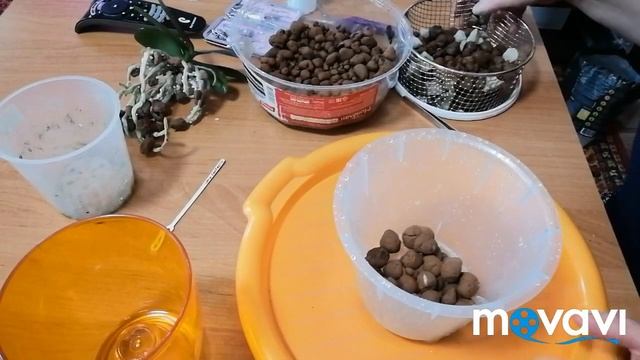 #Пересадка/ОРХИДЕЯ ЛЕКО ФАНТАСТИК ??? смотреть онлайн