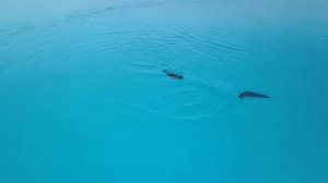 ГРЕНЛАНДИЯ