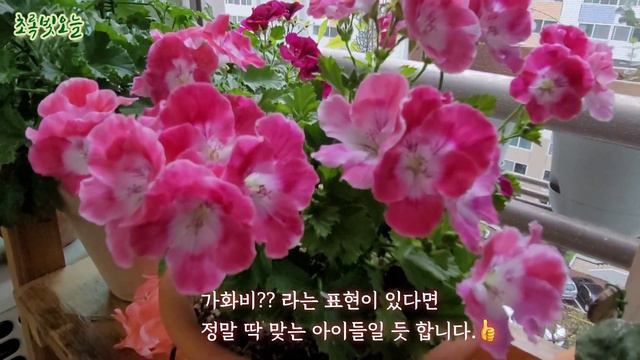 가성비 좋은 꽃나무 리갈제라늄 смотреть онлайн