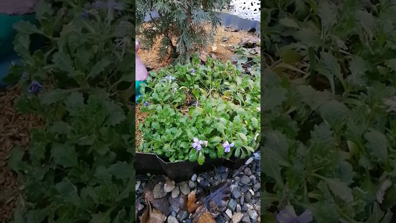 Зимой цветут цветы #дача #сад #цветы #астрахань #огород #garden #зимнийсад #snow