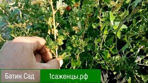 Крыжовник Повермен