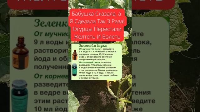 Бабушка Сказала, а Я Сделала Так 3 Раза! Огурцы Перестали Желтеть И Болеть