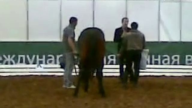 ЭКВИРОС 2011. Карачаевская порода лошадей. смотреть онлайн