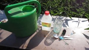 СРОЧНО  дайте  эту  ПОДКОРМКУ  ОГУРЦАМ   защита от КОРНЕВОЙ ГНИЛИ на огурцах.