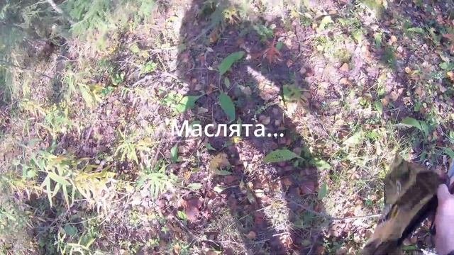 Грибы 2023