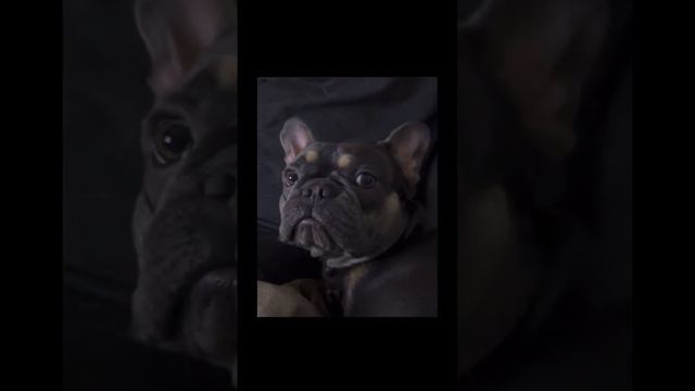 French Bulldog Puppy Totoro watches TV, until Momma says that Magic word “Outside” Frenchies at Bes