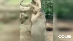 Звери дерутся