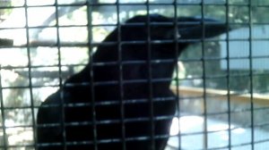 Чёрный говорун