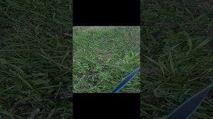 гуляем со стигом.mp4