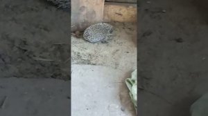 Нападение ёжика на человека!