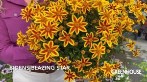 CAST 2023: Bidens Blazing Star