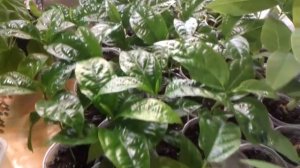 Пассифлора Маракуйя из семян.