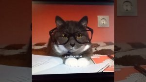 Школа котов ???