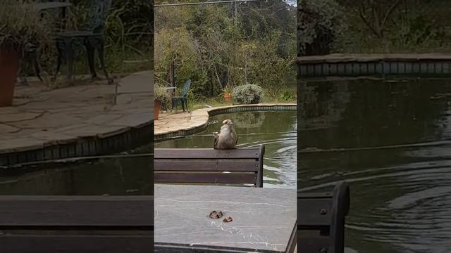 Shake it! Kookaburra goes for a swim.