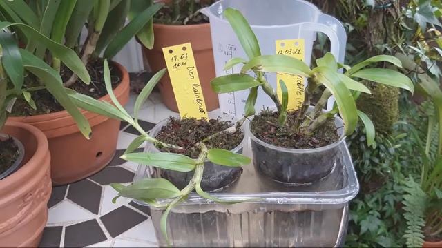 Первый полив Дендробиум после посадки в субстрат МЮЛЕНБЕКИИ смотреть онлайн
