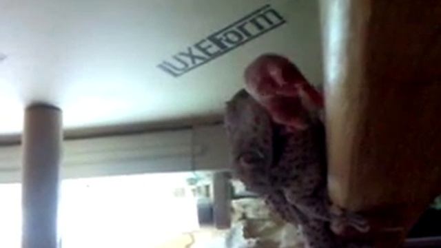 Гекон токи смотреть онлайн