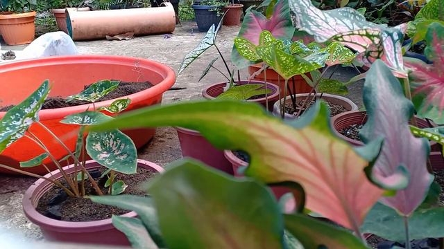 Ang aking mga Caladium смотреть онлайн