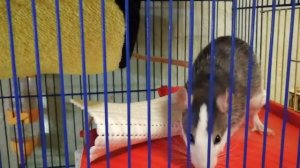 Надо ли крысам мыть хвосты | Уход за крысами | Домашние крысы