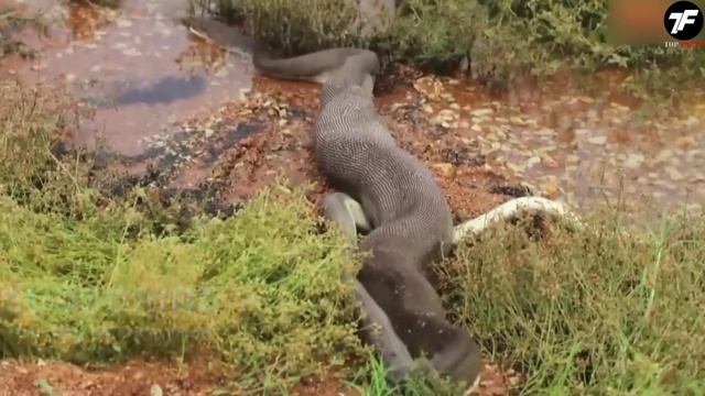 То, Что Они Обнаружили Внутри Этой Змеи Шокировало Весь Мир смотреть онлайн