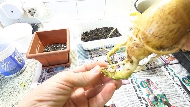 Адениумы. Пересадка неудавшейся прививки и черенка. 9 января 2023 г. смотреть онлайн