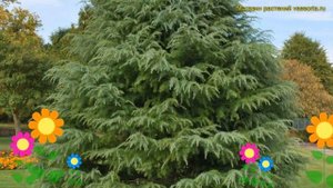 Кедр гималайский. Краткий обзор, описание характеристик, где купить саженцы cedrus deodara