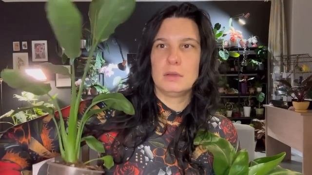 Пять необычных быстрорастущих комнатных растений