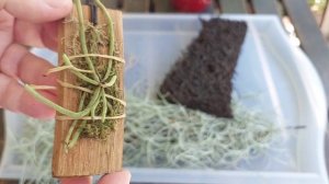 Орхидея Призрак-Dendrophylax sallei- Посадка на Блок-Третья Попытка?