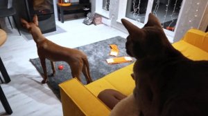 НЕОБЫЧНАЯ ПОРОДА - ФАРАОНОВА СОБАКА | Правда о фараонах: характер, уход, содержание.