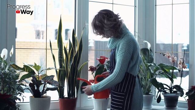 Как Заставить Декабрист Цвести В Домашних Условиях: Что Делать, Если Декабрист Не Дает Бутонов? смотреть онлайн