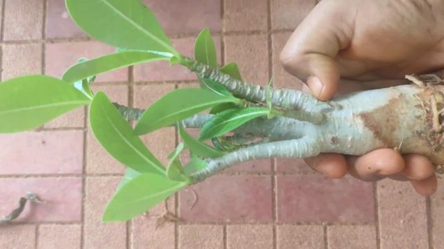 arabicum seed grown plant #bonsai available for sale смотреть онлайн