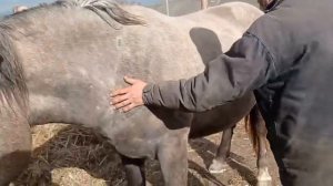 Лошади чистка копыт опасно не повторять