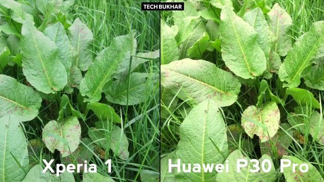 Huawei P30 Pro vs Sony Xperia 1 Camera Comparison || #P30Pro #HuaweiP30Pro #Xperia1 #TECHBUKHAR смотреть онлайн