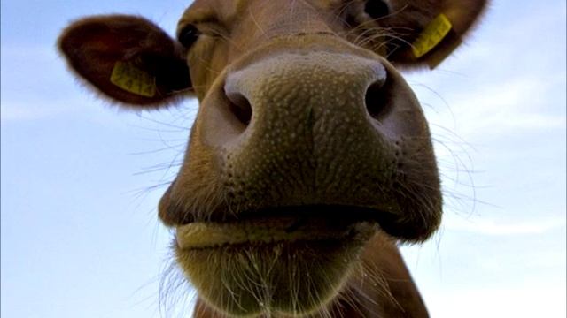 Смех коровы тест на психику кто заржет тот псих ахахахах смотреть онлайн