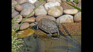 Уход за каспийской черепахой.?  Всё о ней
