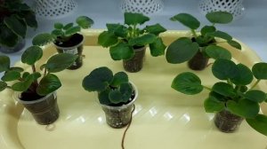 Как правильно ухаживать за детками фиалок чтобы они не замирали в росте?