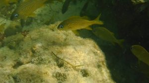 fujifilm finepix XP130 underwater video. Bahia Honda state park. 08