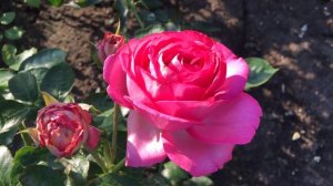 Роза Цикламен Пьер Де Ронсар- Cyclamen Pierre