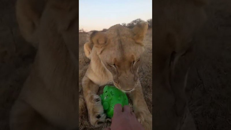 Львица Уша оберегает игрушечную свинку. Lioness Usha protects her toy piggy