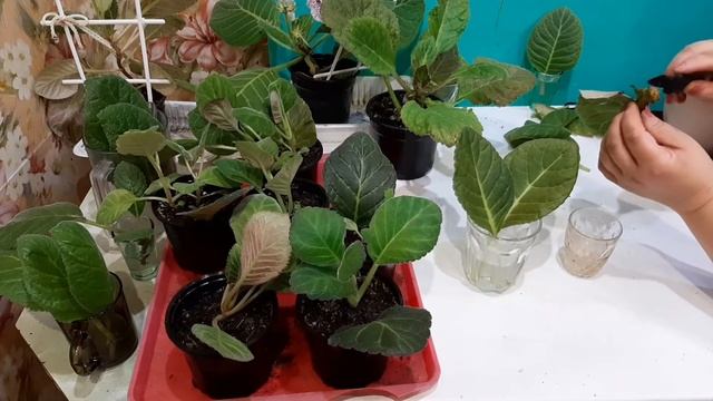 Как укоренить лист глоксинии?  5 проверенных способов.