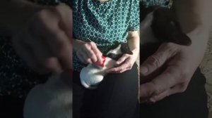 Джек рассел терьер _ расческа от блох.