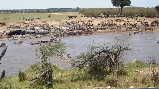 Миграция антилоп и зебр через реку в Африке. смотреть онлайн