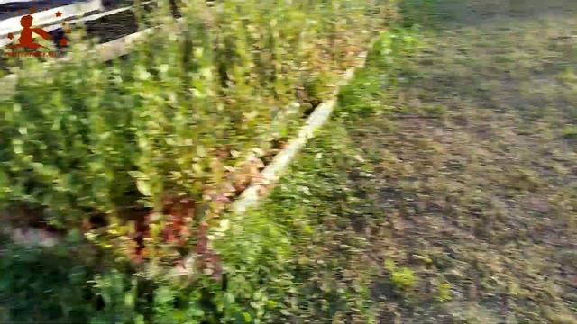 Пересадка саженцев голубики из кассет в горшочки