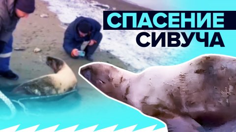 Три дня на льду: в Сахалинской области спасли сивуча