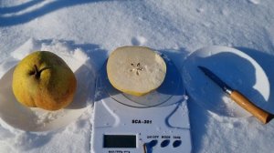 Груша Пасс-Крассан Премьер