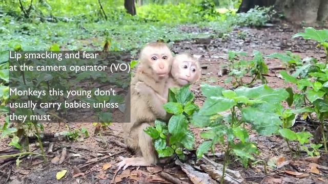 Abandoned monkeys- what happens when social media 'pets' are no longer cute смотреть онлайн