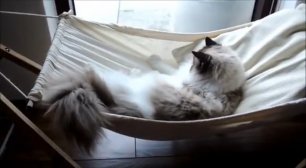 Кот расслабляется в гамаке