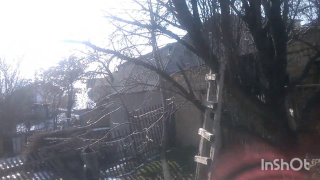 Каноплянка щегол певчие птицы @pevchiyeptitsi #carduelis #щегол #птица #птицы смотреть онлайн