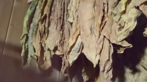 Выращивание курительного табака. Отволаживание листа. Часть 7