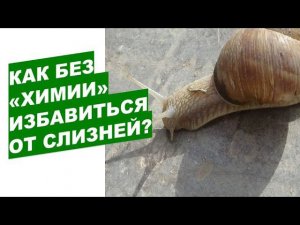 Самый эффективный способ избавиться от слизней без химииThe most effective way to get rid of slugs