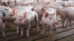 Pig Farming For Beginners - Raising Pigs